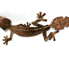 Gecko à Queue Feuillue Satanique à Vendre