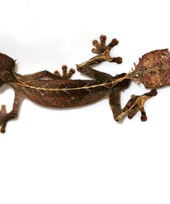 Gecko à Queue Feuillue Satanique à Vendre