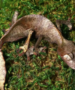 Gecko à Queue Feuillue Satanique à Vendre