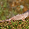 Anolis à Tête Écailleuse