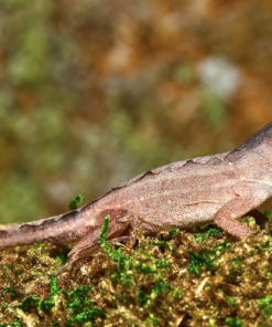 Anolis à Tête Écailleuse