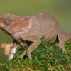 Caméléon à Cornes Courtes (Calumma brevicorne) à Vendre