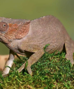 Caméléon à Cornes Courtes (Calumma brevicorne) à Vendre
