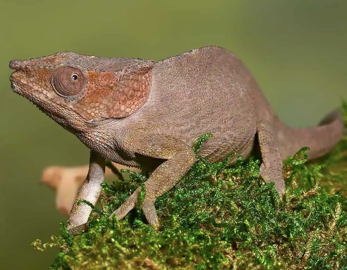 Caméléon à Cornes Courtes (Calumma brevicorne) à Vendre