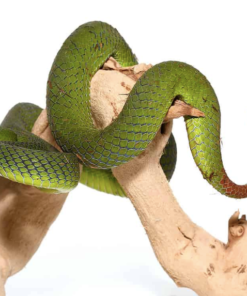 Vipère de la péninsule siamoise à vendre