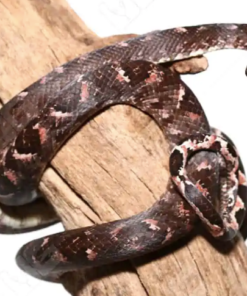 Boa arboricole des îles Salomon à vendre