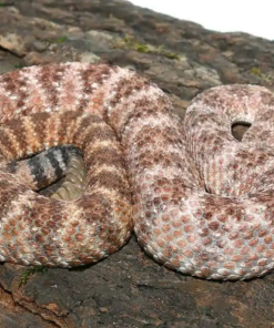 Speckled Rattlesnake à vendre