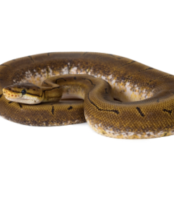 Spinner Ball Python à vendre