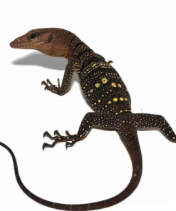 Varan à Cou Épineux (Varanus spinulosus) à vendre