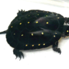Tortue Tachée à Vendre