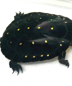 Tortue Tachée à Vendre