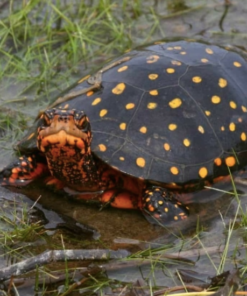 Tortue Tachée à Vendre