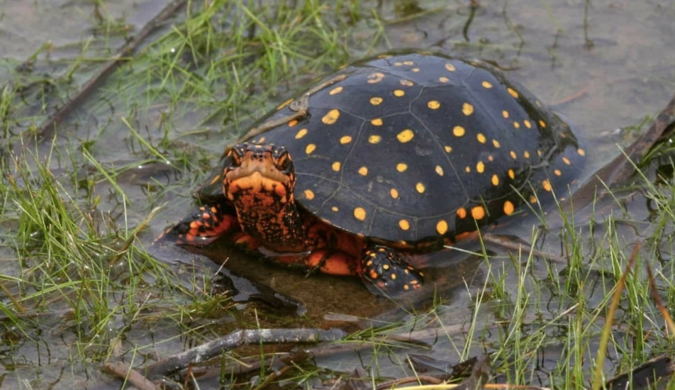 Tortue Tachée à Vendre