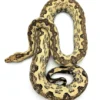 Boa de l’Île Isabel (Boa constrictor imperator) – Serpent insulaire rare et recherché
