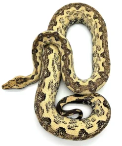 Boa de l’Île Isabel (Boa constrictor imperator) – Serpent insulaire rare et recherché