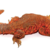 Uromastyx Super Red (Uromastyx geyri) à Vendre
