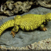 Super Yellow Uromastyx à vendre (Uromastyx geyri)