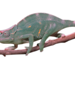 Caméléon à Trois Cornes à Vendre
