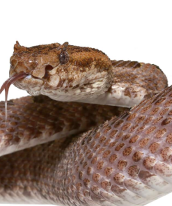 Vipère à fosse à trois cornes à vendre