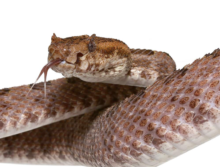 Vipère à fosse à trois cornes à vendre