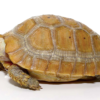 Tortue Allongée (Indotestudo elongata) à Vendre