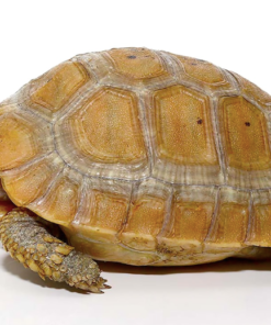 Tortue Allongée (Indotestudo elongata) à Vendre