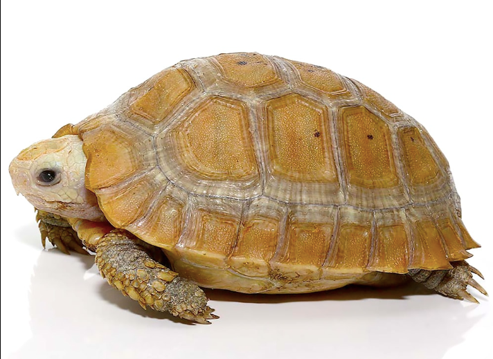 Tortue Allongée (Indotestudo elongata) à Vendre