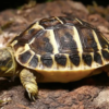 Tortue d’Hermann Occidentale Toscane à Vendre (Testudo hermanni hermanni)