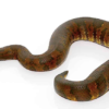 Vente de Viper Boa (Candoia aspera)