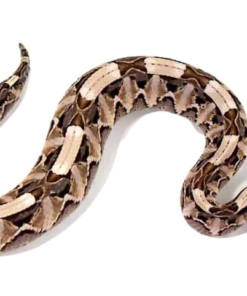 Vipère du Gabon Ouest-Africaine à vendre