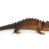 Skink Crocodile aux Yeux Blancs à Vendre