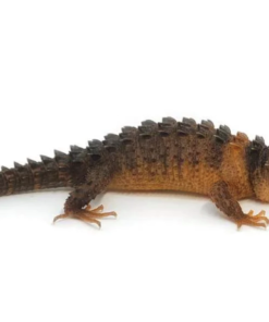 Skink Crocodile aux Yeux Blancs à Vendre