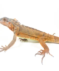 Iguane Rouge à Tête Blanche à Vendre
