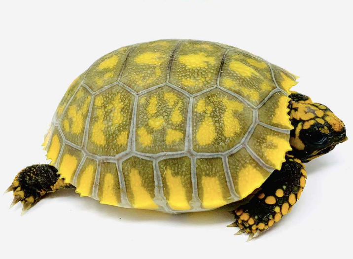 Tortue à Pattes Jaunes à Vendre