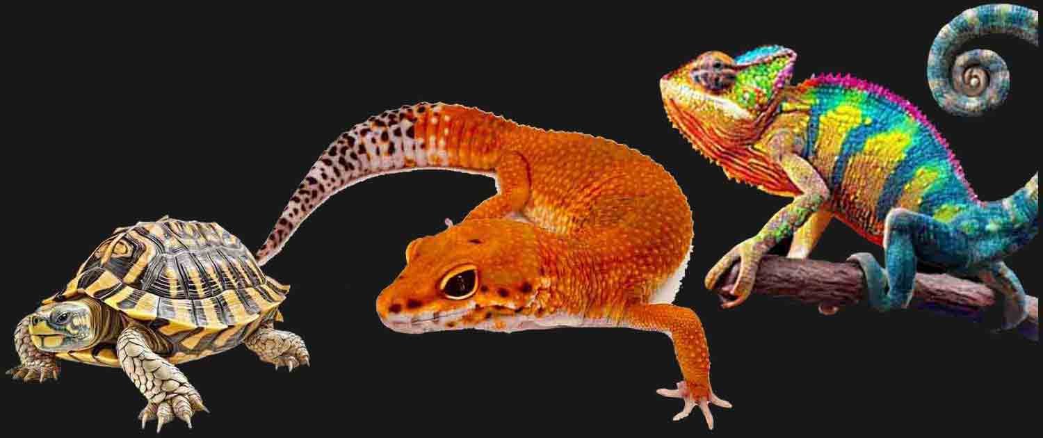 Acheter des reptiles en France Serpents, Lézards et Tortues — free download