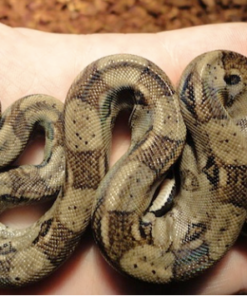 Acheter Boa à Queue Rouge du Guyana