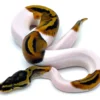White Pied Ball Python à vendre