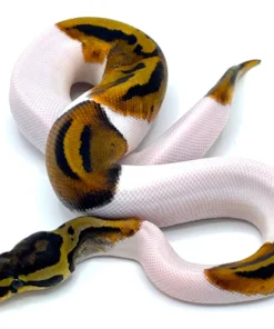 White Pied Ball Python à vendre