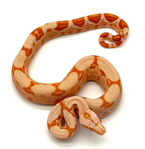 Boa à queue rouge Lipstick Sunglow (Boa constrictor imperator)