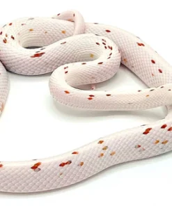 Acheter Serpent des Blés Palmetto