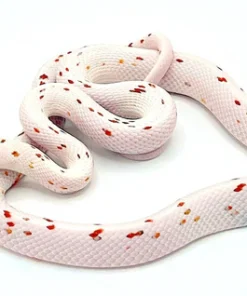 Acheter Serpent des Blés Palmetto