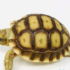 Acheter Tortue Sulcata en Ligne