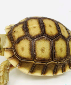 Acheter Tortue Sulcata en Ligne